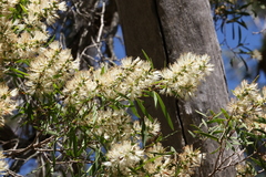 Melaleuca groveana