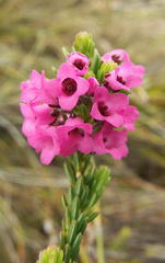 Erica pulchella