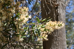 Melaleuca groveana
