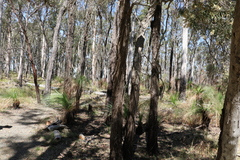 Melaleuca groveana