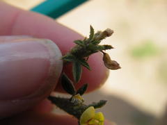 Stylosanthes fruticosa