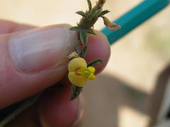 Stylosanthes fruticosa