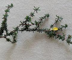 Aspalathus crassisepala