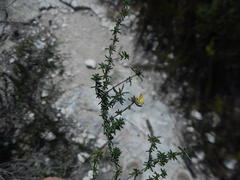 Aspalathus crassisepala