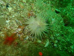 Thyone aurea