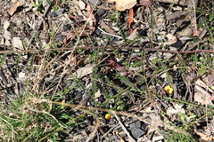 Bossiaea buxifolia