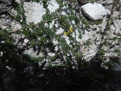 Aspalathus crassisepala