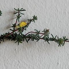 Aspalathus crassisepala