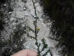 Aspalathus crassisepala