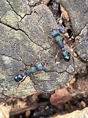 Rhytidoponera aspera