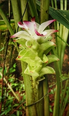 Curcuma longa