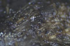 Podospora austrohemisphaerica