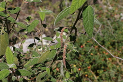 Acalypha nemorum