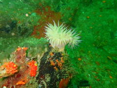 Pseudactinia flagellifera