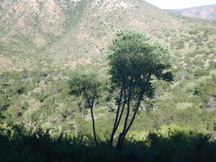 Cussonia gamtoosensis