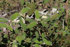Acalypha nemorum