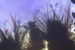 Podospora austrohemisphaerica