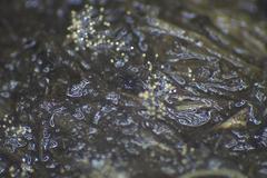 Podospora austrohemisphaerica