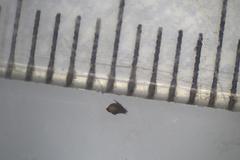 Podospora austrohemisphaerica