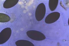 Podospora austrohemisphaerica