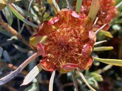 Protea acuminata