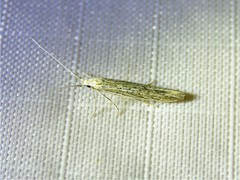 Coleophora quadruplex