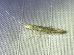 Coleophora quadruplex