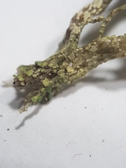 Cladonia cariosa