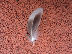 Aves