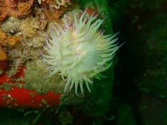 Pseudactinia flagellifera