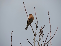 Fringilla coelebs
