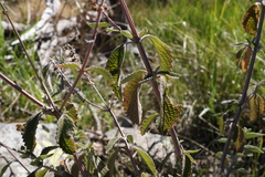 Coleus alloplectus