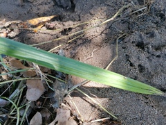 Cymbopogon pospischilii