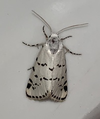 Grotella binda