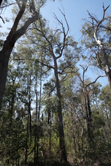 Eucalyptus microcorys