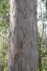 Eucalyptus microcorys