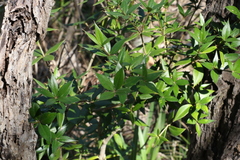 Alyxia ruscifolia