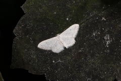Idaea seriata