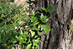 Alyxia ruscifolia