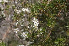 Leptospermum variabile
