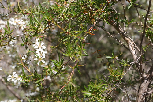 Image of Leptospermum variabile by (c) Greg Tasney, some rights reserved (CC BY-SA)
