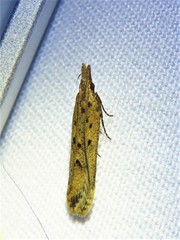 Dichomeris ligulella