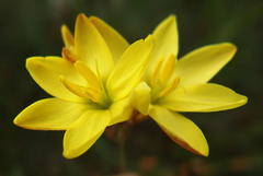 Ixia odorata