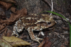 Bufo verrucosissimus