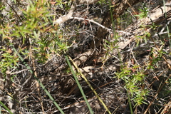 Leptospermum variabile