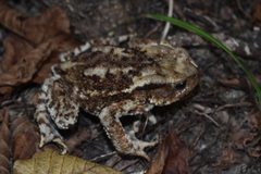 Bufo verrucosissimus