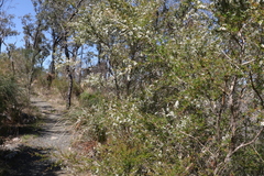 Leptospermum variabile