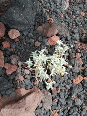 Stellaria eschscholtziana
