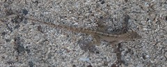 Anolis roquet salinei