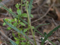 Senecio glomeratus glomeratus